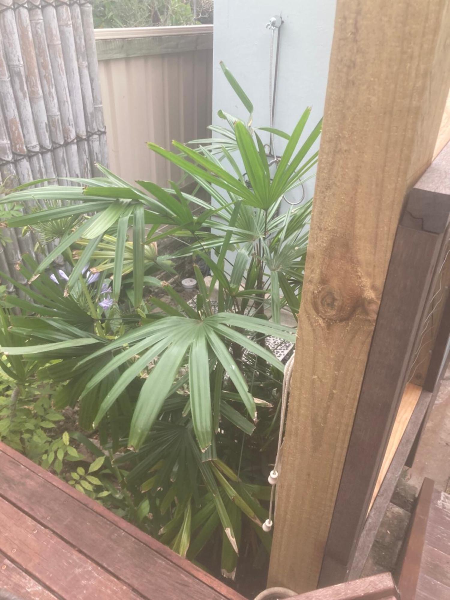 Little Oasis Garden Manly Vale Sydney